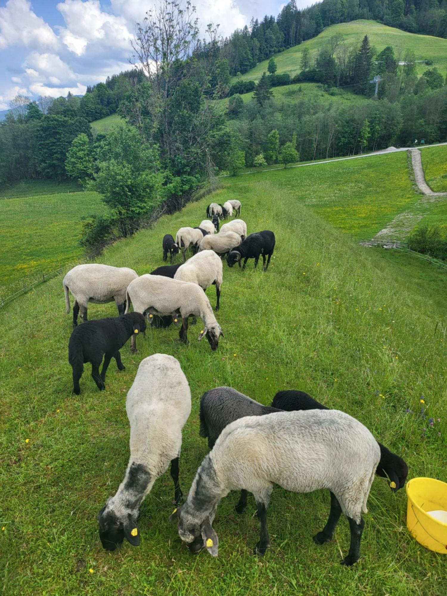 Bauernhof - Appartement Beim Zefferer Schladming Exteriör bild